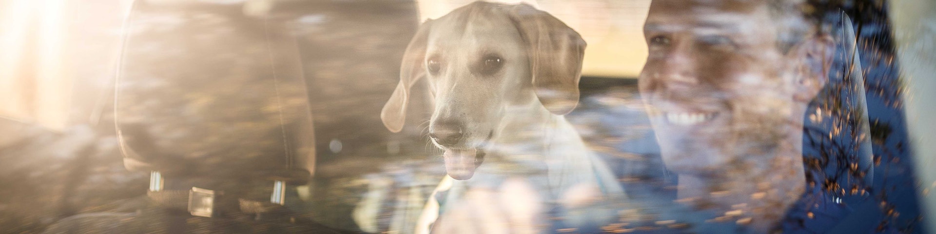 null Uomo con cane sul sedile posteriore dell'auto